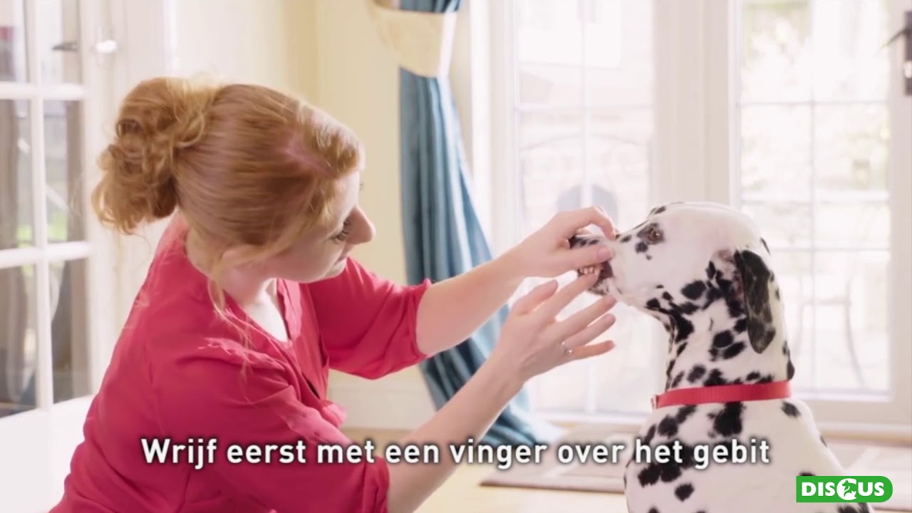 Gebitsverzorging bij hond en kat - Tanden poetsen stappenplan [Beaphar productvideo]
