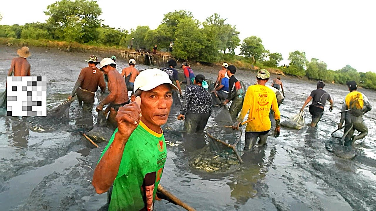panen raya serangan senja