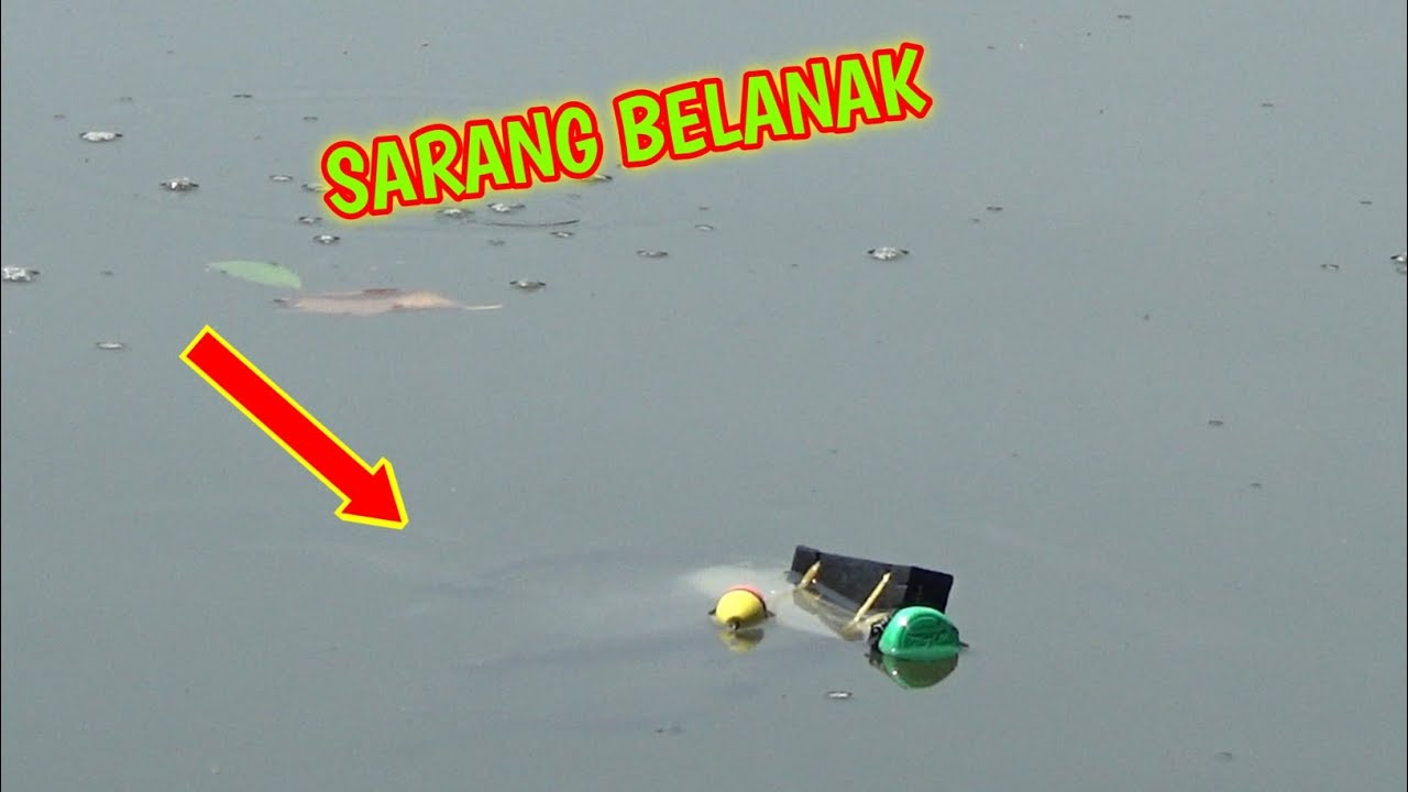 MANCING IKAN BELANAK TEKNIK BOTOL #MACINGBELANAK