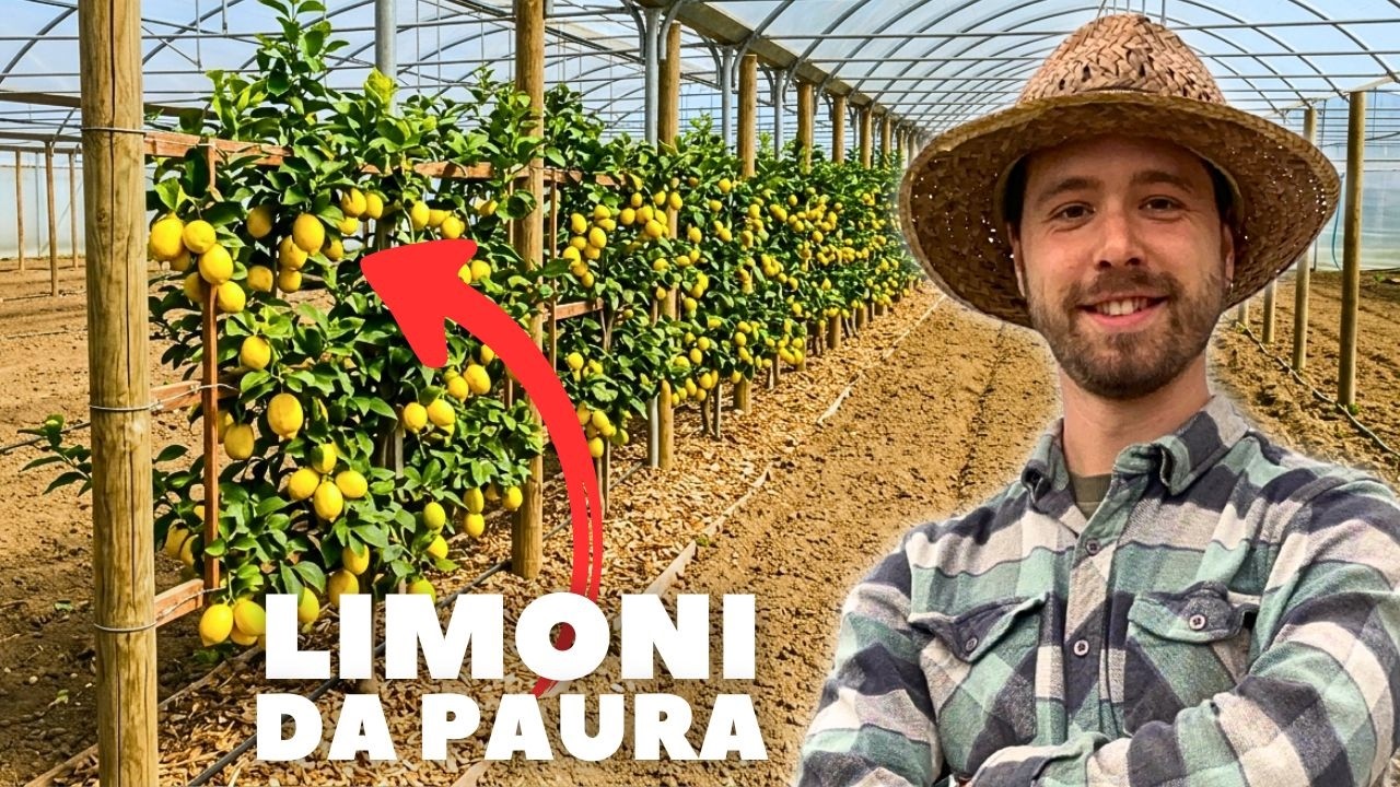 Limoni: Potatura, Concime e Difesa Bio per un Raccolto Sicuro.