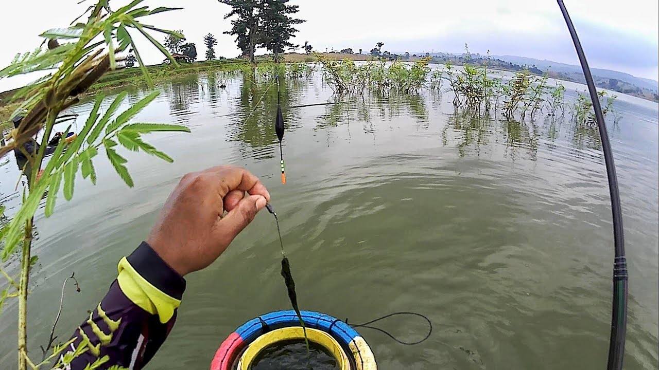 Umpan Lumut Mancing Nila ‼️ Waduk Cacaban Tegal Sinyal Kencang Ikan Makan