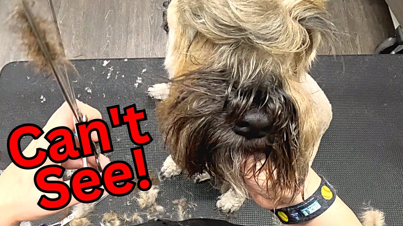 Wheaten Terrier Grooming