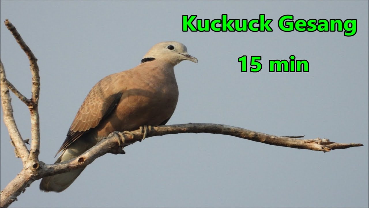 Kuckuck Ger&auml;usch 15 Minuten Kuckuck Gesang Sound