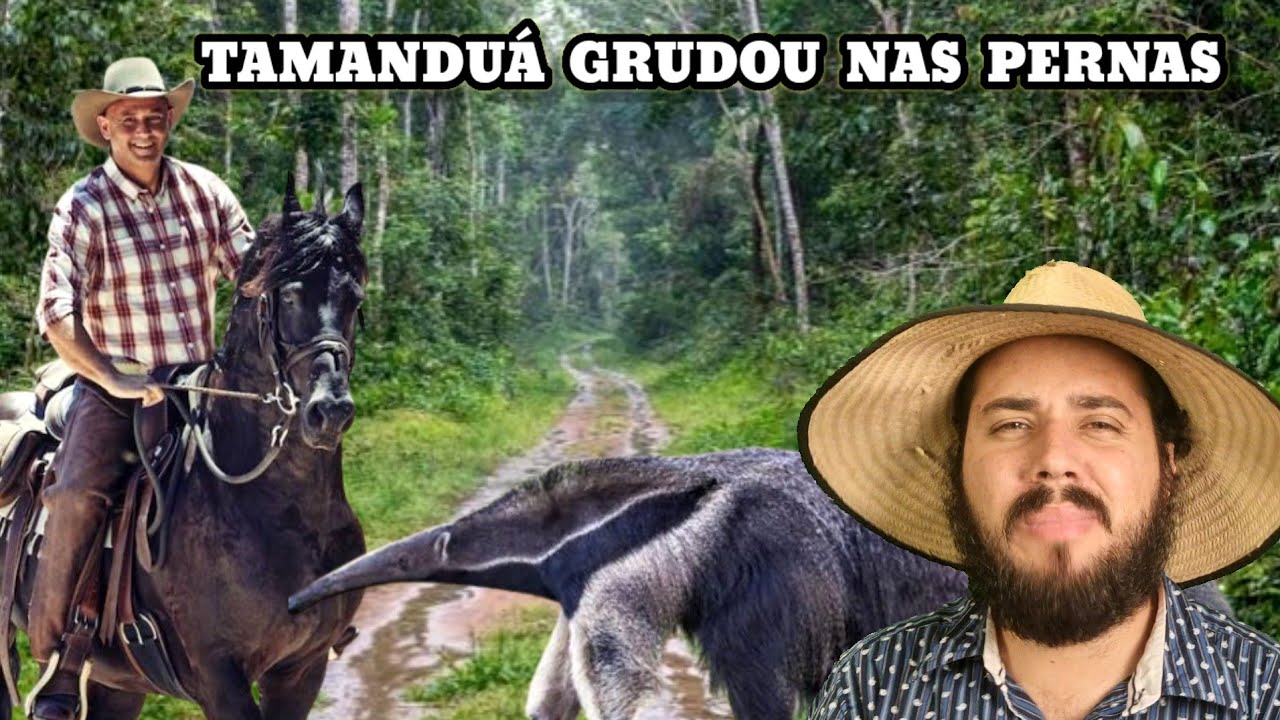Tamanduá Bandeira atacou o Caboclo e derrubou com Cavalo e tudo