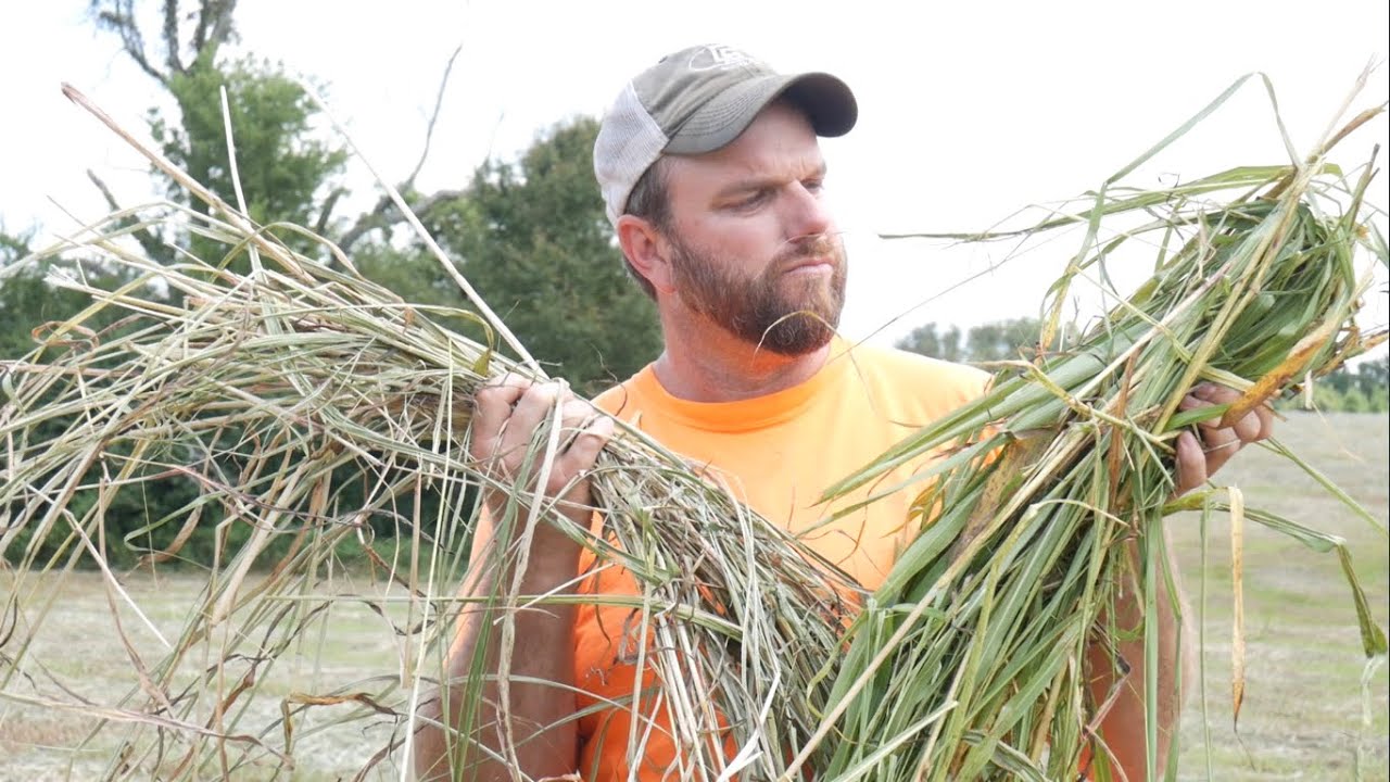 How to tell if your hay is ready to bale