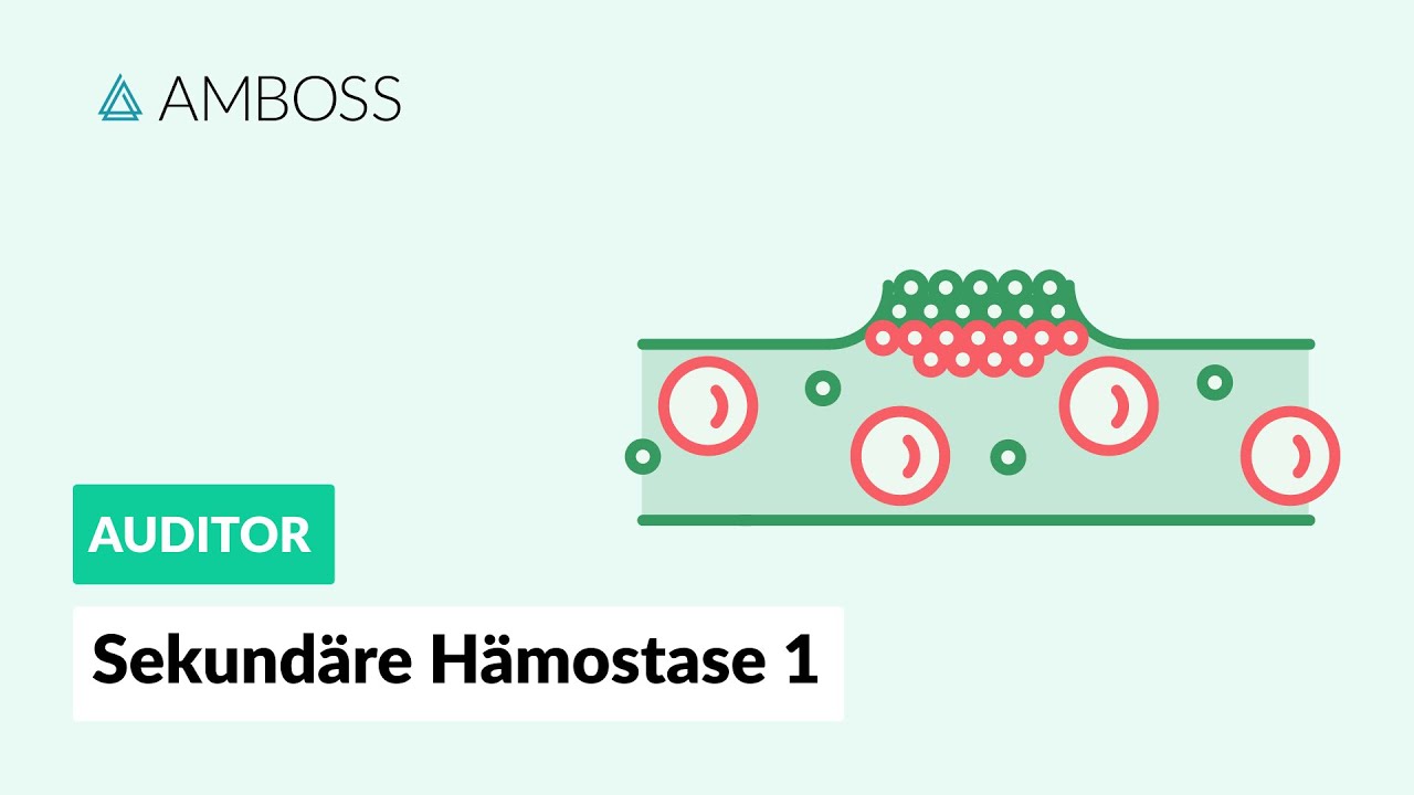 Sekundäre Hämostase - Teil 1 - Gerinnungsfaktoren und Gerinnungskaskade - AMBOSS Auditor