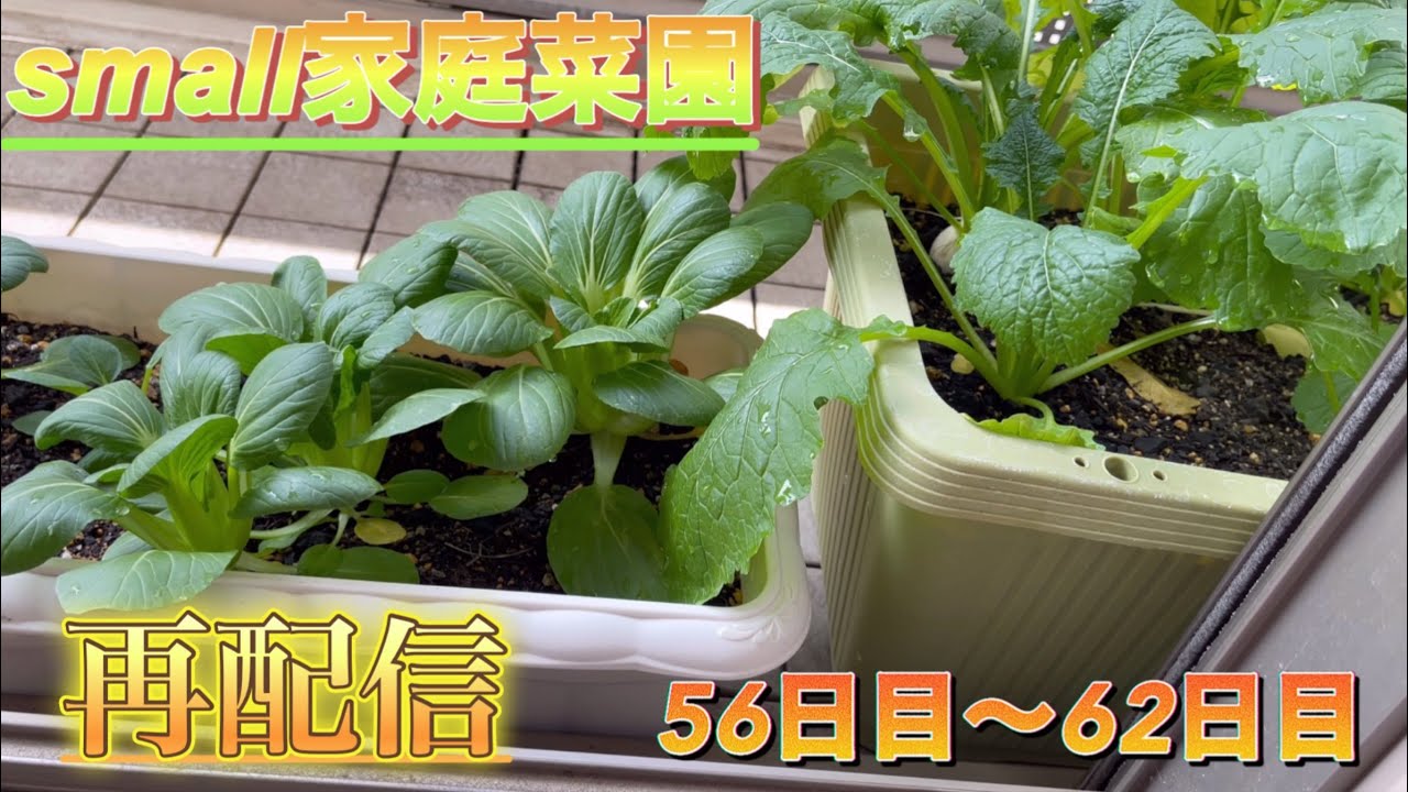 【再配信】small家庭菜園56日目〜62日目