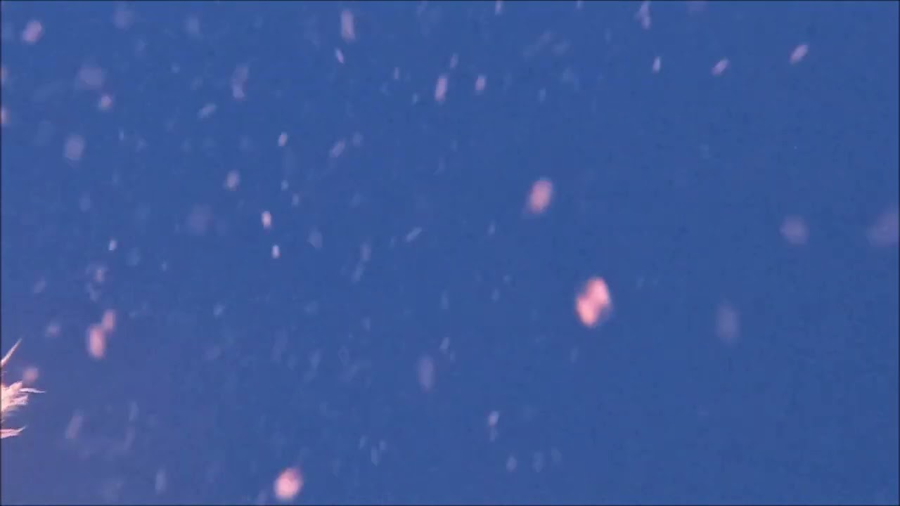水中で歌うザトウクジラ・ホエールスイム沖縄