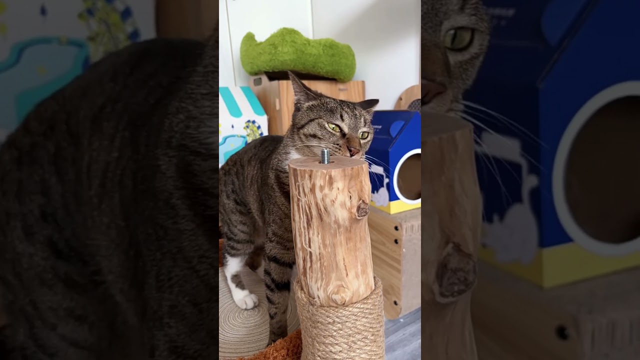 Luxury Simulation Cat Tree Unpacking💗