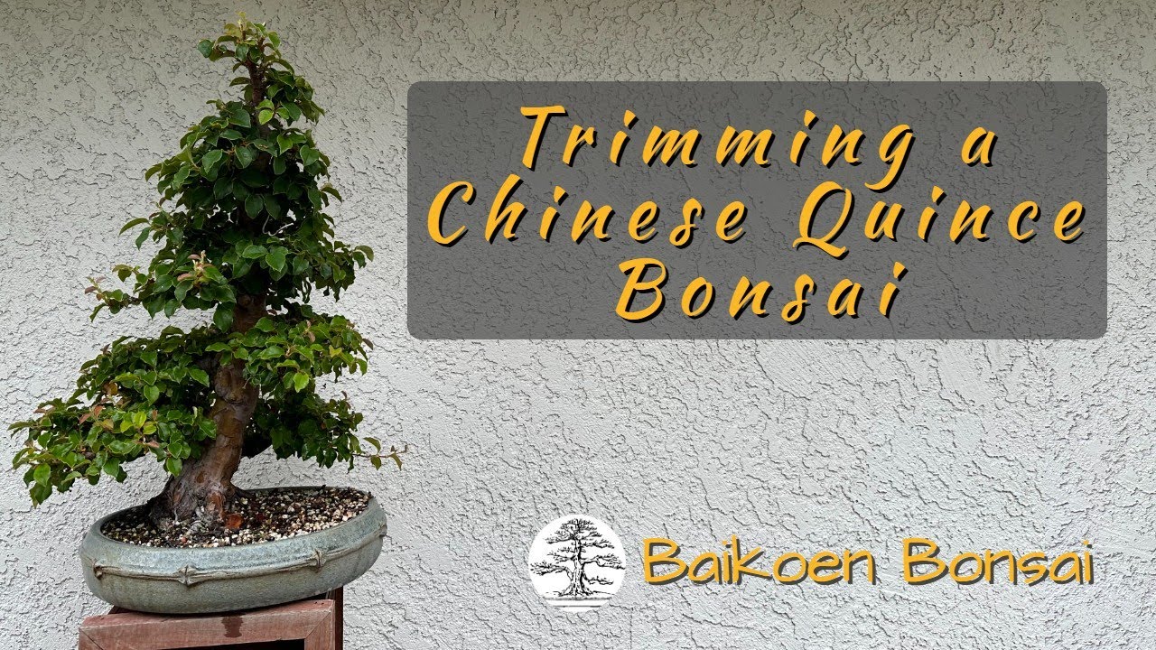 Mastering the Art of a Chinese Quince Bonsai | Tom Lau | Baikoen Bonsai Club
