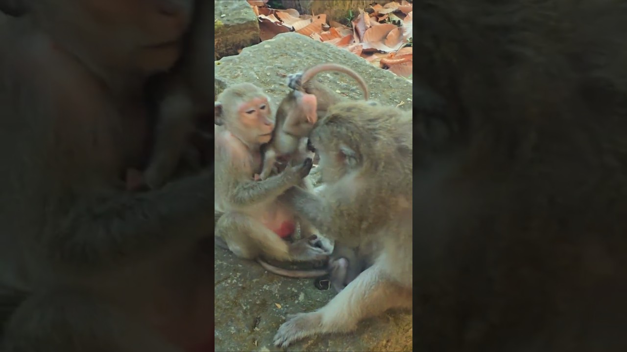 The monkey family loves their children. 