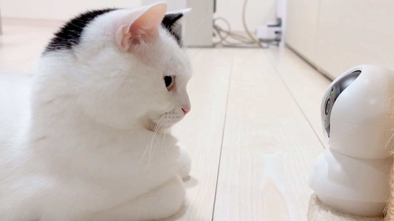 ペットカメラ買ったら猫とそっくりだった
