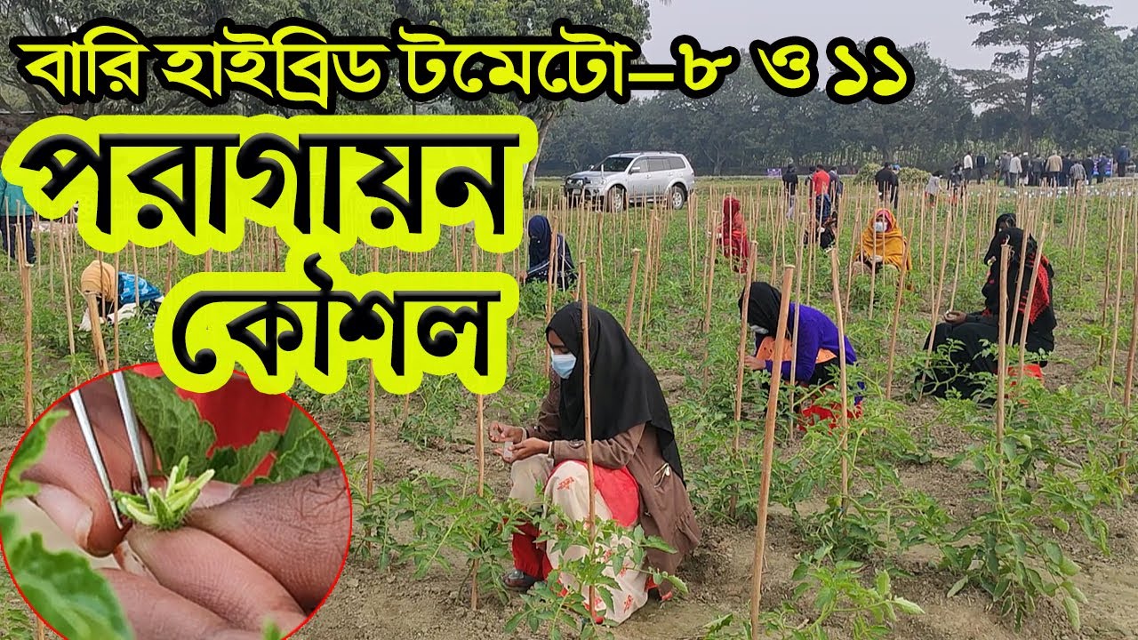 গ্রীষ্মকালীন টমেটো চাষ। হাইব্রিড টমেটো বীজ উৎপাদনের পরাগায়ন কৌশল ! বারি হাইব্রিড টমেটো ৮ ও ১১