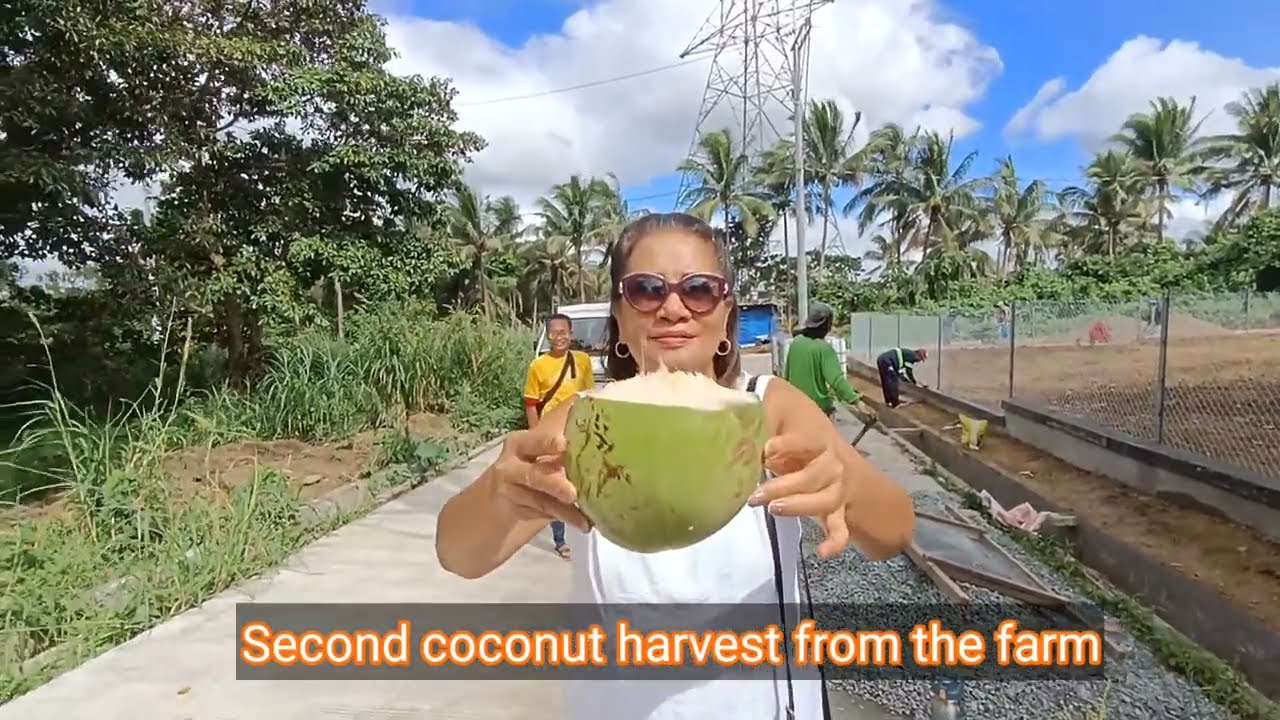 Bushy Farm Lot In Metro Tagaytay PH, What Happened After ... ????