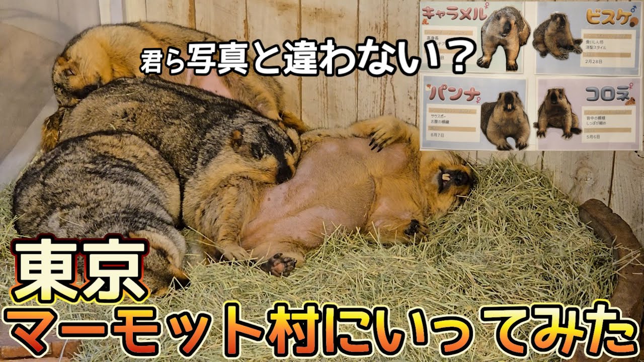 東京のマーモット村にいってみました