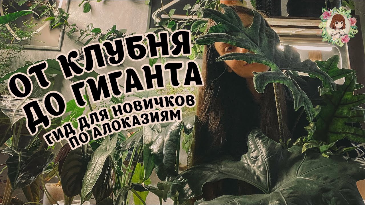 🌱💧 ОТ КЛУБНЯ ДО ГИГАНТА: Как я ухаживаю за алоказиями! Пересадка, переукоренение и др. #алоказия