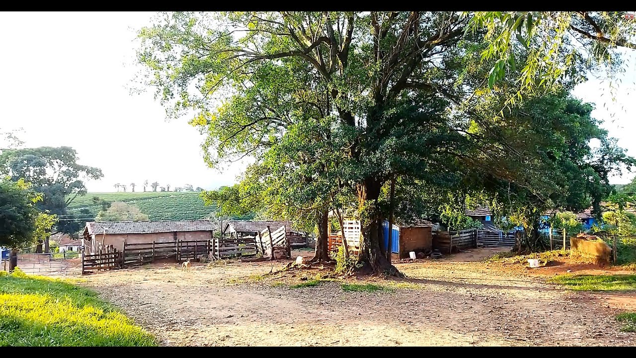 Lugar lindo  Machados, Sr Pedro e D Ilidia 91 anos e 68 casados, roça com animais árvores frutas