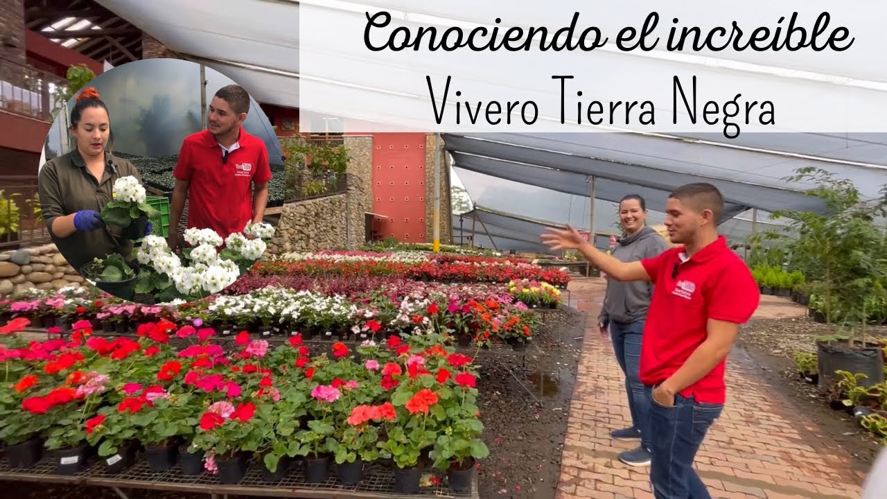 Comprando PLANTAS EN TIERRA NEGRA, el vivero más grande de MEDELLÍN🇨🇴