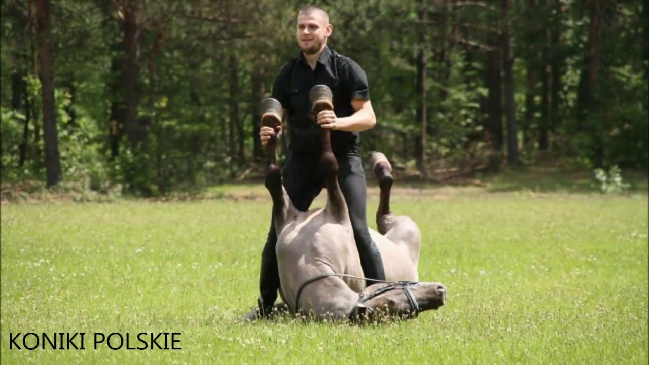KONIKI POLSKIE