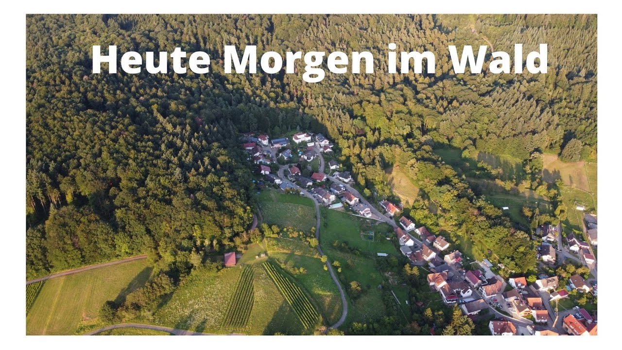 Heute Morgen im Wald