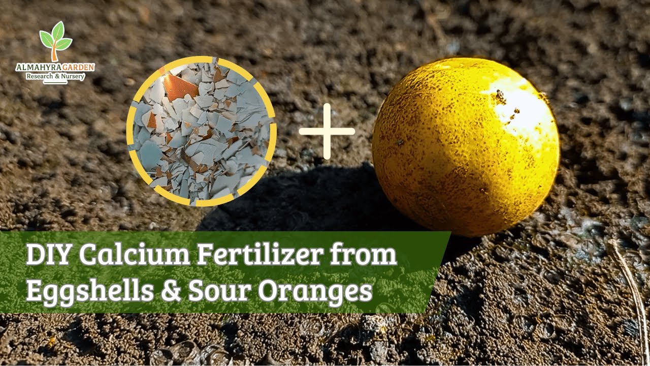 DIY Calcium Fertilizer from Eggshells & Sour Oranges