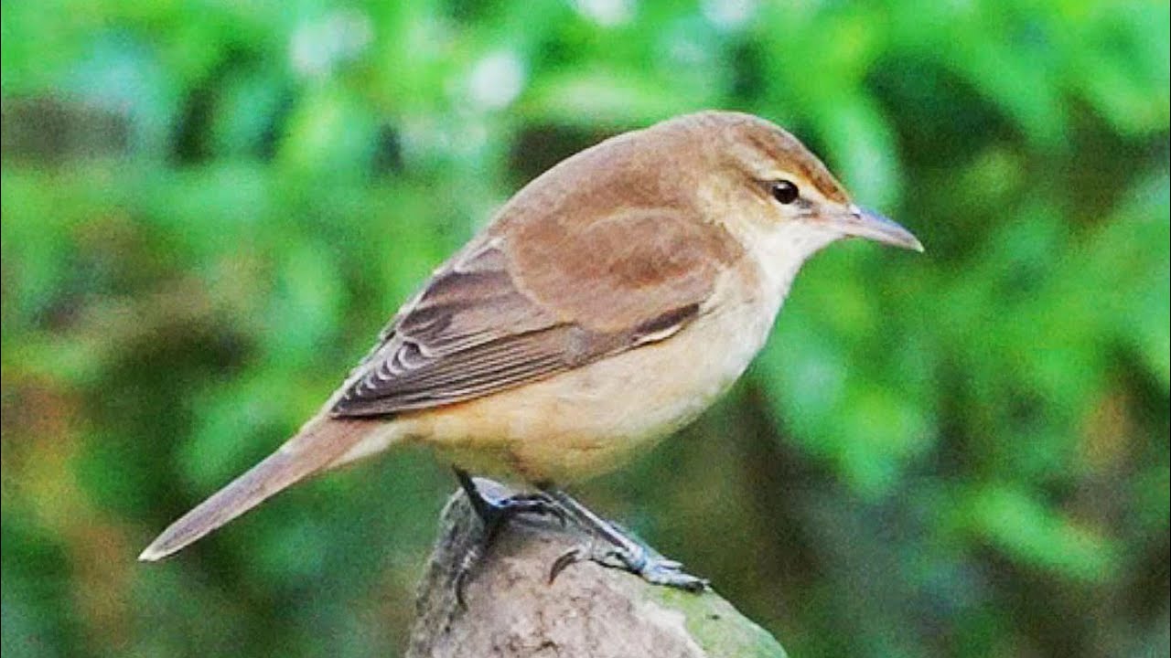 東方大葦鶯/Oriental Reed Warbler