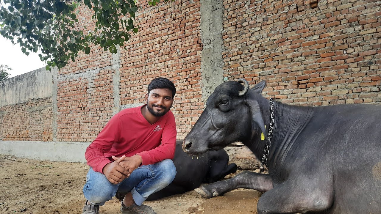 നമുക്ക് കിട്ടുന്നത് ഒറിജിനൽ മുറ ആണോ|എന്തിനാണ് നമ്മൾ മുറ പോത്തിനെ വാങ്ങുന്നത്|what is murrah buffalo