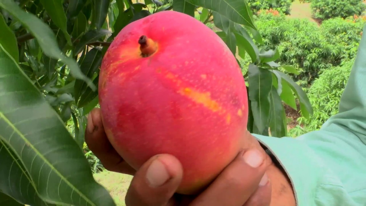 Agricultura al Día /  ¿Cómo es un cultivo de mango?