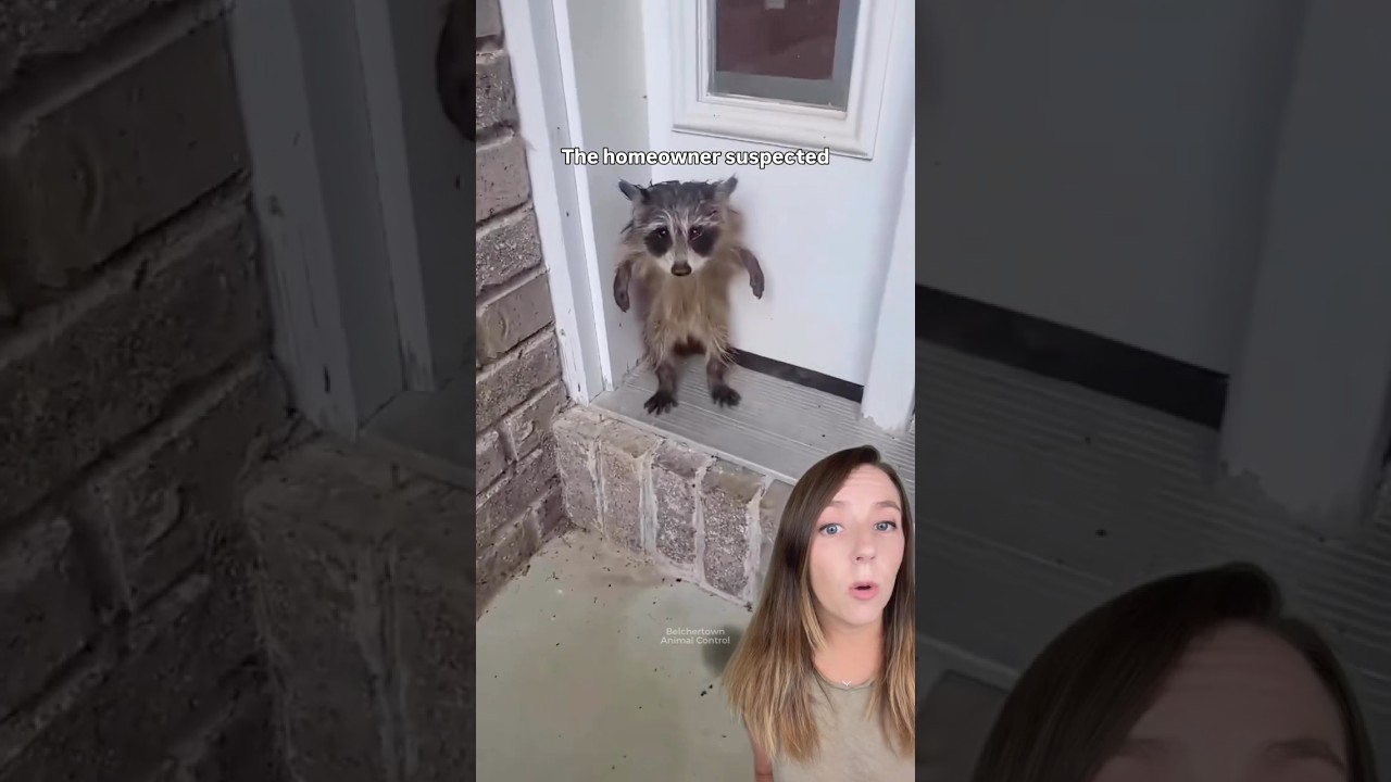 Sad, soggy baby raccoon rescued from porch after rain storm