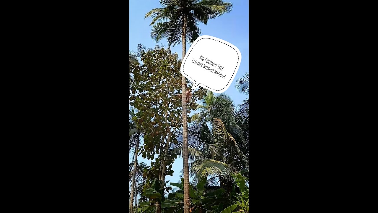Professional Coconut Tree Climber | Coconut Tree Climbing Without Any Machine