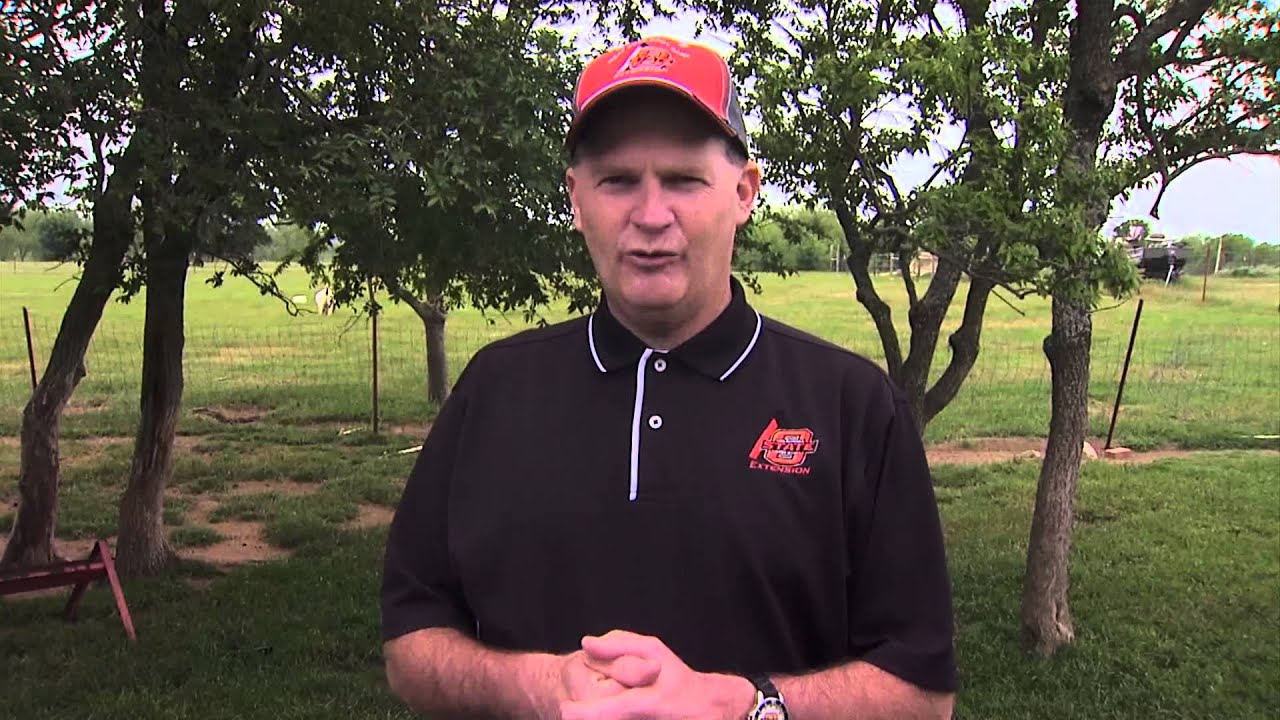 Body Condition Scoring for Meat Goats
