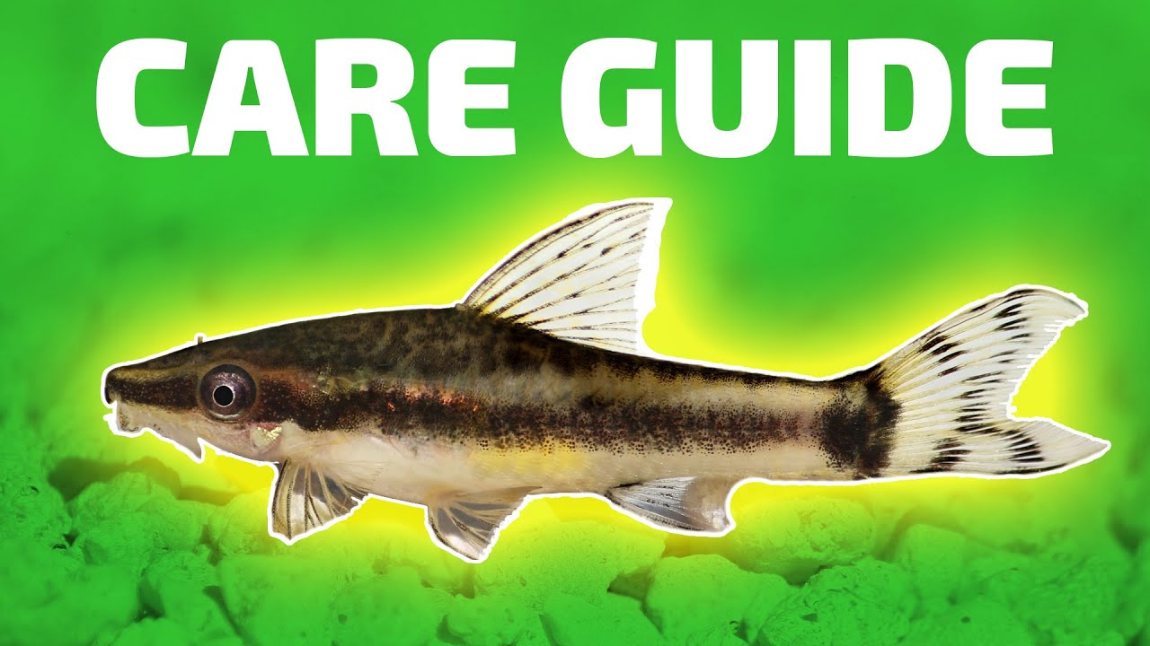 Otocinclus Catfish Care Guide - Aquarium Co-Op