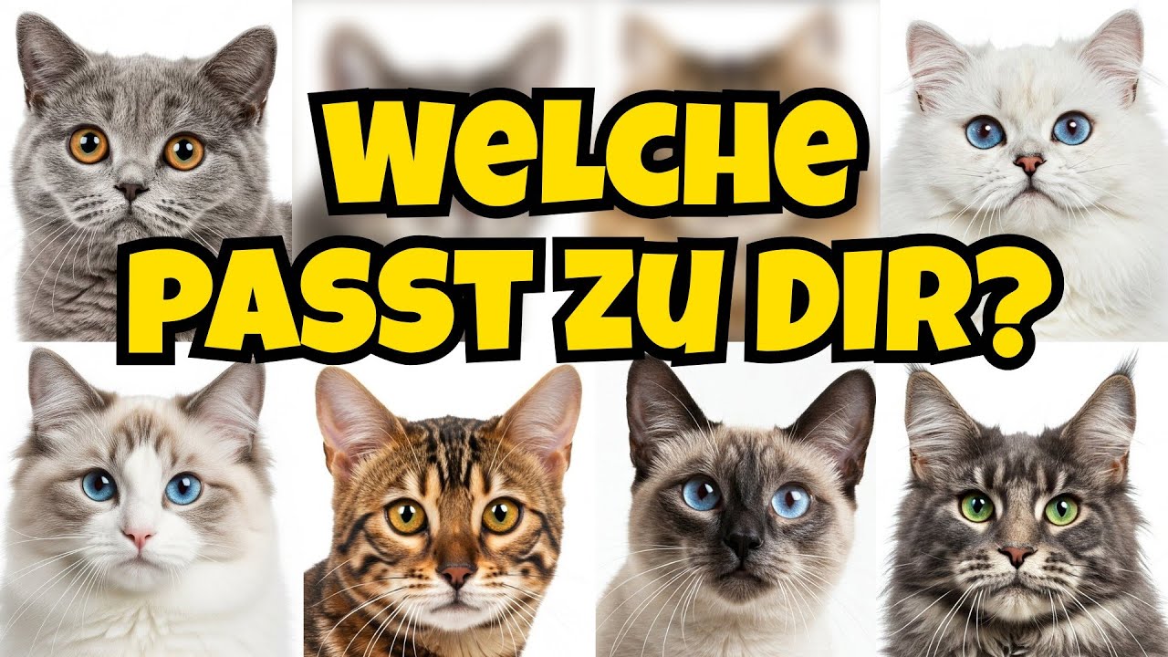 Welche KATZENRASSE passt am besten zu DIR? BKH Bengalkatze Maine Coon Siamkatze Ragdoll Perserkatze