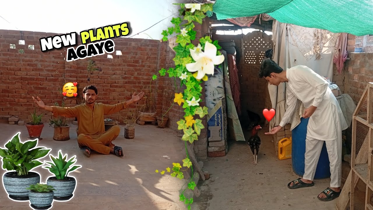 Hamare set up pr BHT piyare Piyare Naye pody agaye 😍😍