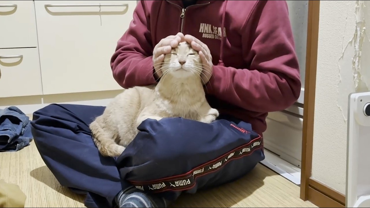 脱衣所でゴロゴロ甘える猫の邪魔はさせないとガードを固めるお母さん