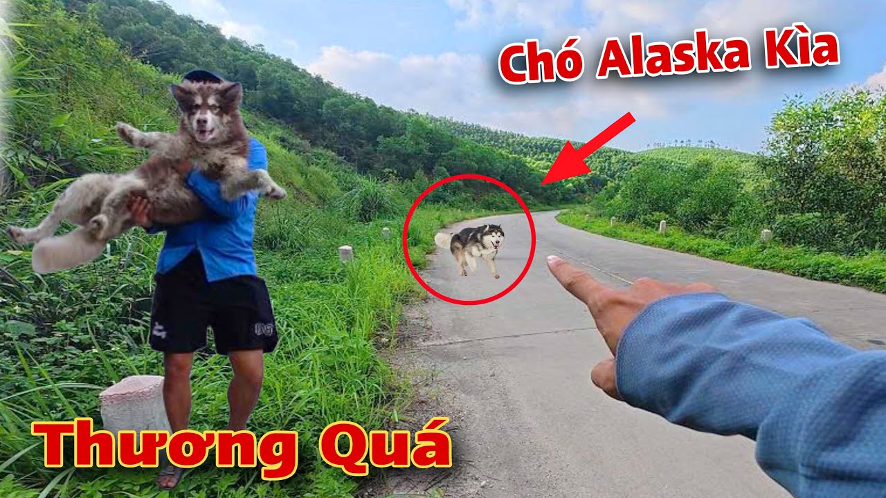 Kịp Thời Giúp Đỡ Chó Alaska Bỏ Nhà Đi Lang Thang Thật Tội Nghiệp | Dương KC