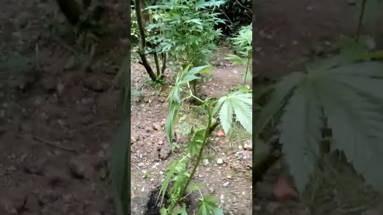 Guerilla gorilla outdoor cannabis grow UK 2022 breeding new strains genetics