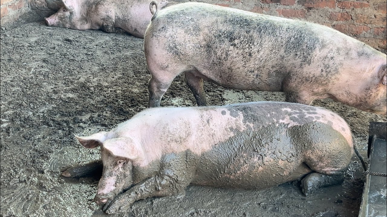 Welcome to the Pig Spa Resort 