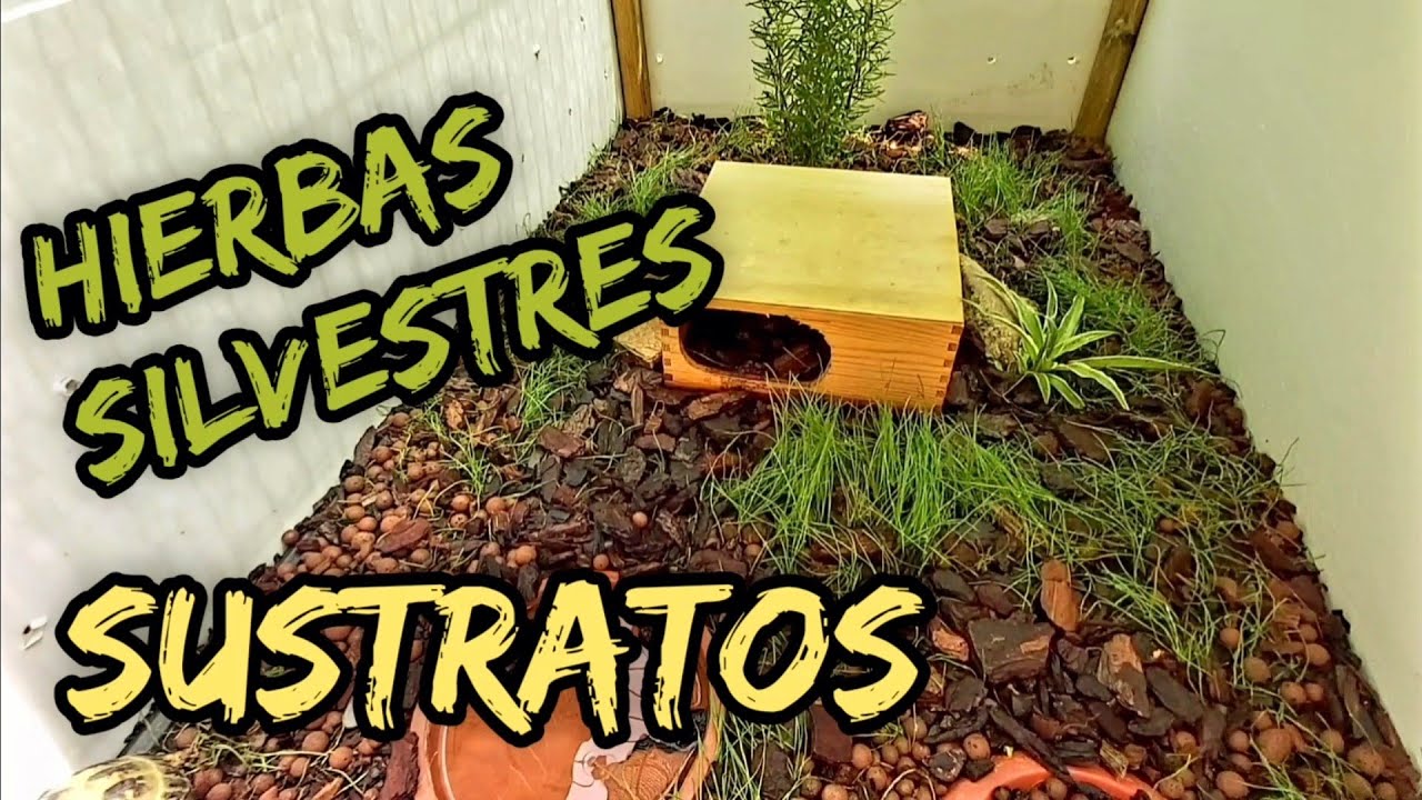 plantar hierbas silvestres y tipo de sustrato para mi tortuga de tierra