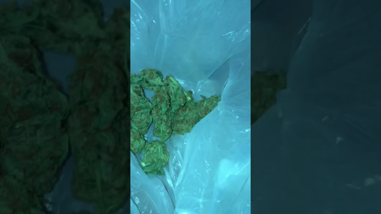&ldquo;DAWGS BOLLOX&rdquo; & &ldquo;GUAVA DAWG&rdquo;- 2 Hybrid Strains Cannabis Close Ups #cannabis #closeups #short #edit
