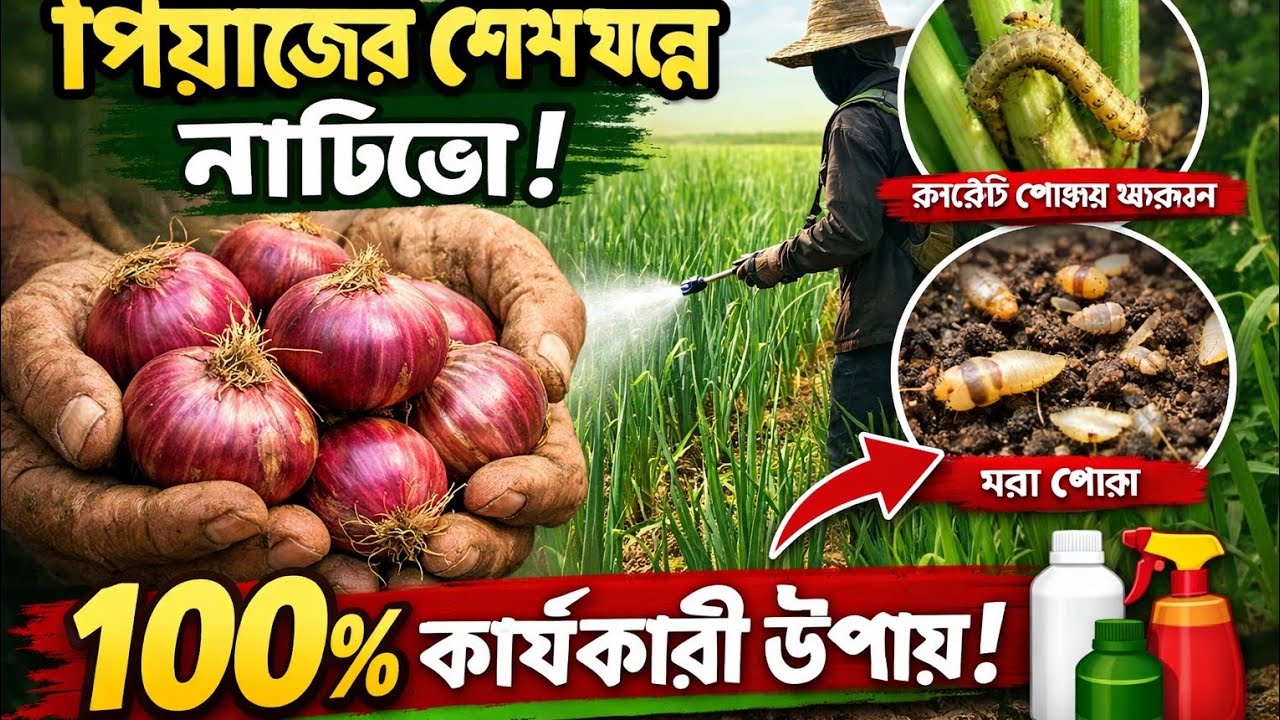 পিয়াজের শেষ স্প্রে/কারেন্ট পোকা দমন ১০০% গ্যারান্টি