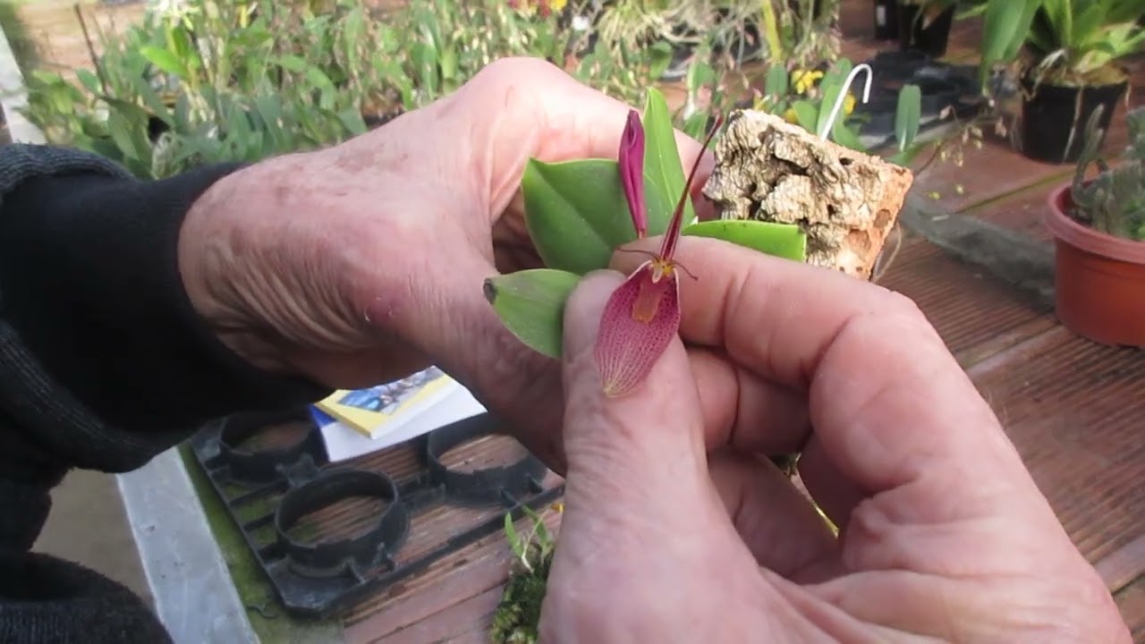 qualche micro e mini orchidea, le orchidee degli scemi