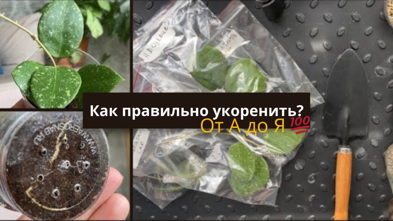 Укоренение хой 💯 результата/ новинки хой 🌿