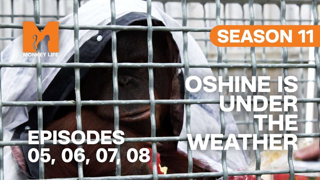 Oshine Is Not Feeling Well in Monkey Life | S11 E05, 06, 07 & 08 | Full Episodes