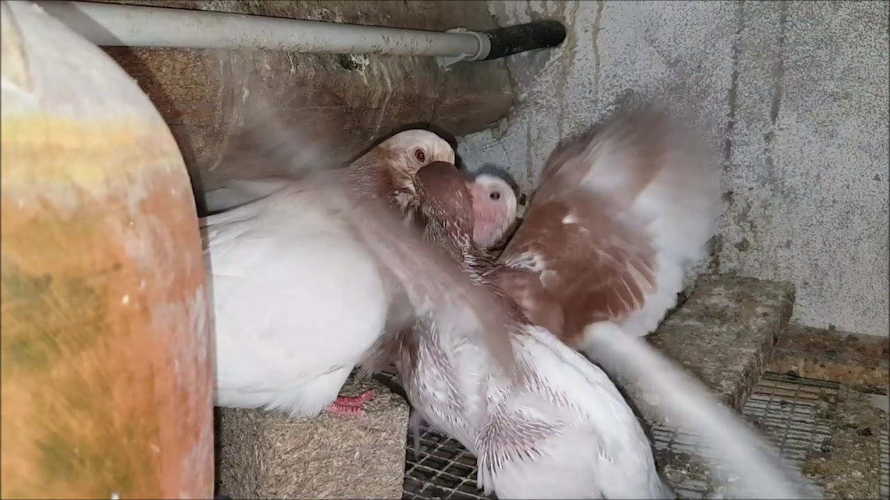 Pichones de paloma: ¿quién los alimenta?
