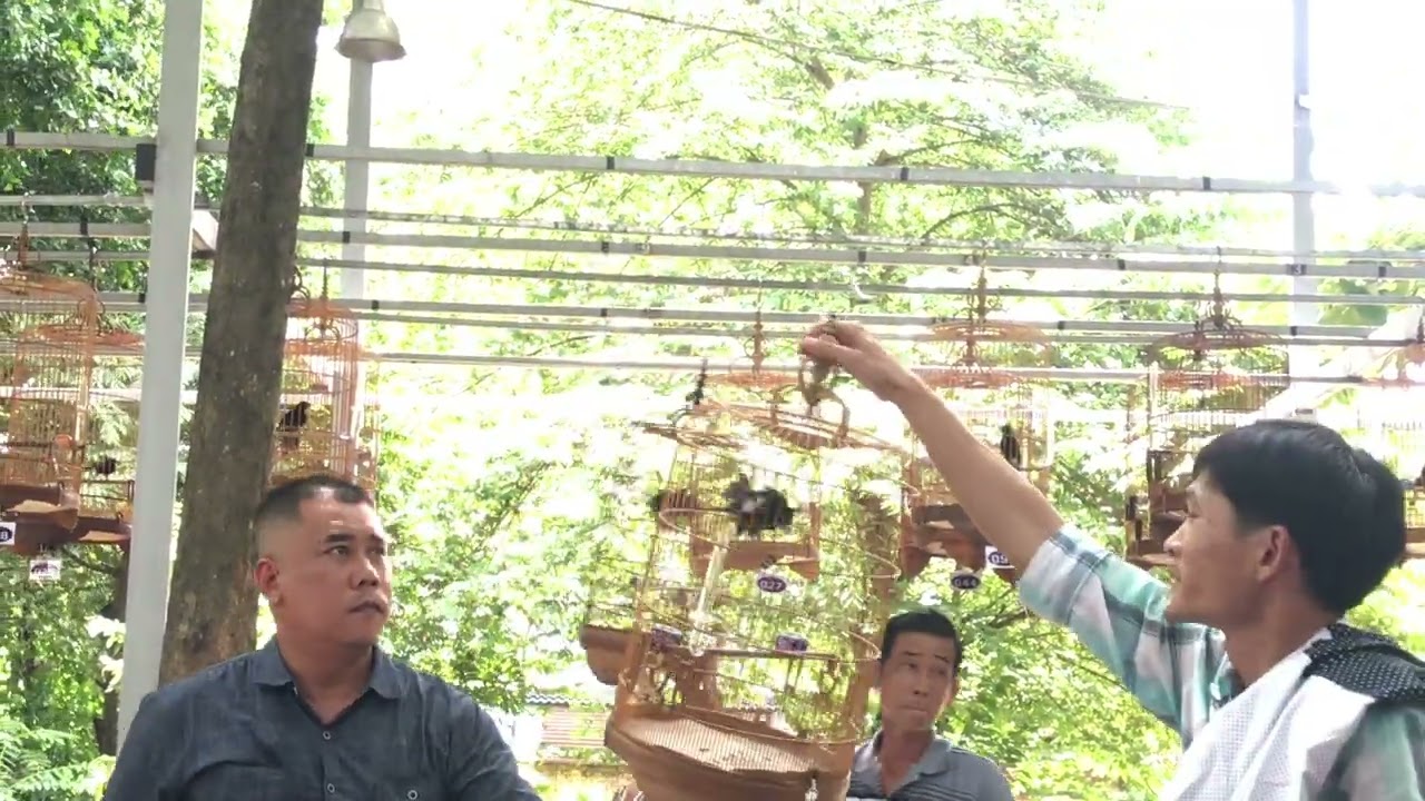 Hội thi chim Chích chòe đất Bình Thạnh 14/05/22 l Phần 3/4 Vòng loại 20 chọn 10
