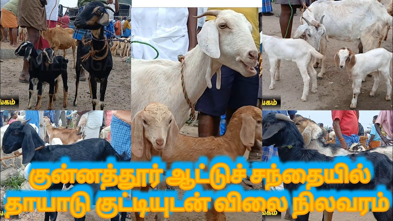குன்னத்தூர் ஆட்டுச் சந்தையில் சினையாடுகள் குட்டி ஆடுகள் விலை நிலவரம் #tamilsingam