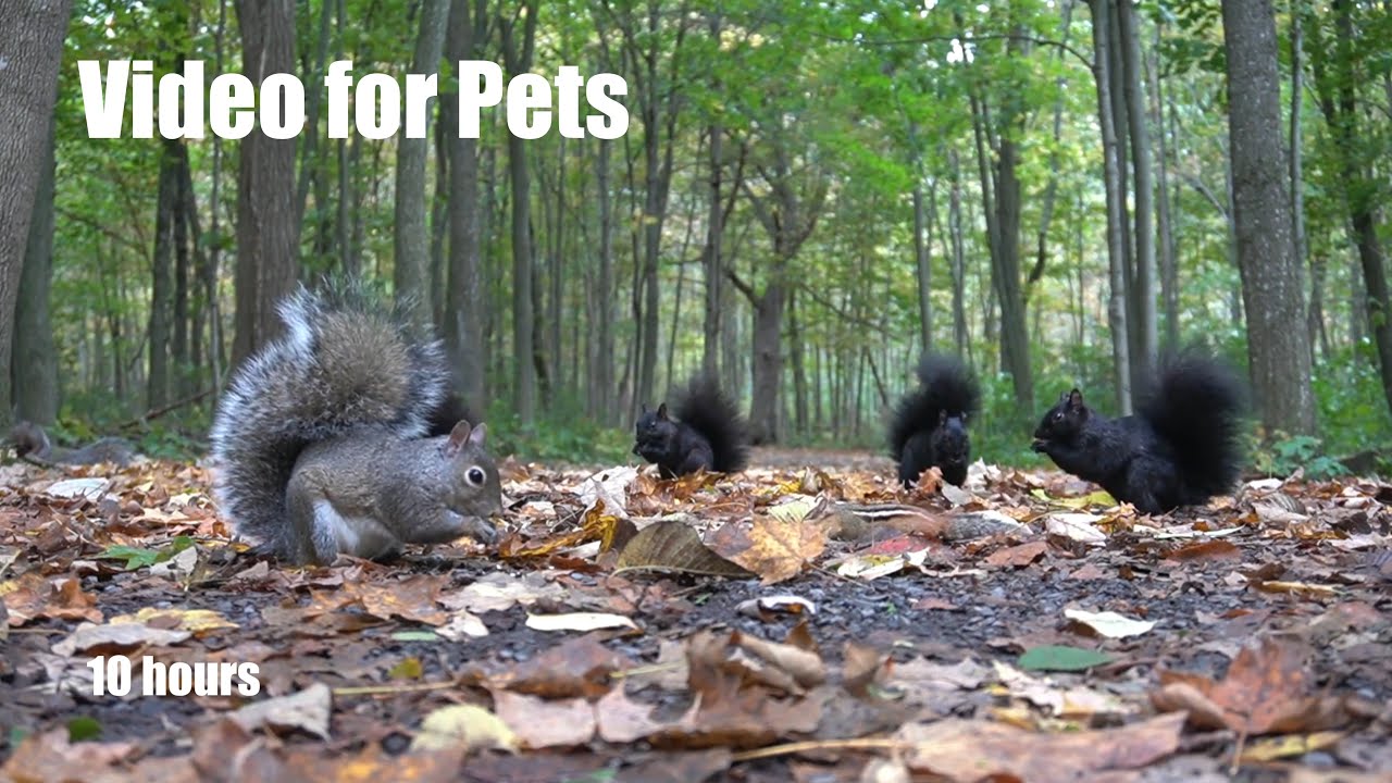 Birds, Chipmunks and a Scurry of Squirrels in the Forest - 10 Hour Cat TV for Pets - Oct 08, 2024