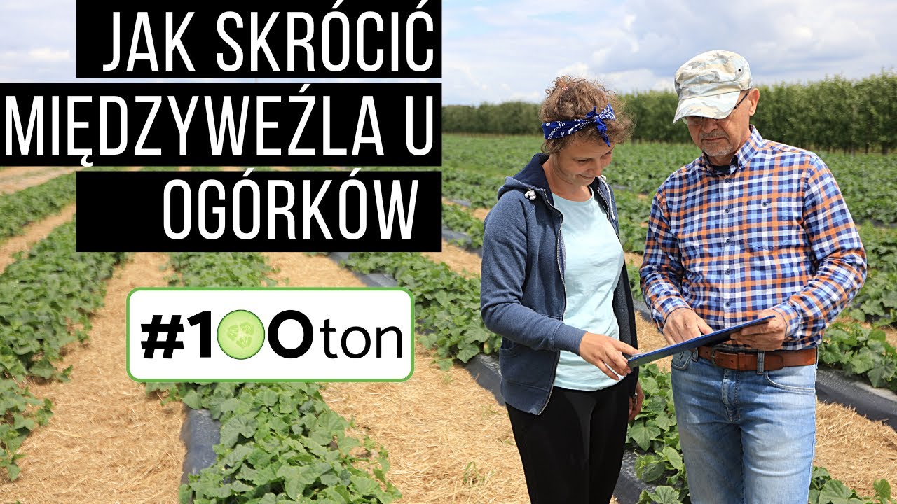 Jak skr&oacute;cić międzywęźla u og&oacute;rk&oacute;w (#100ton)