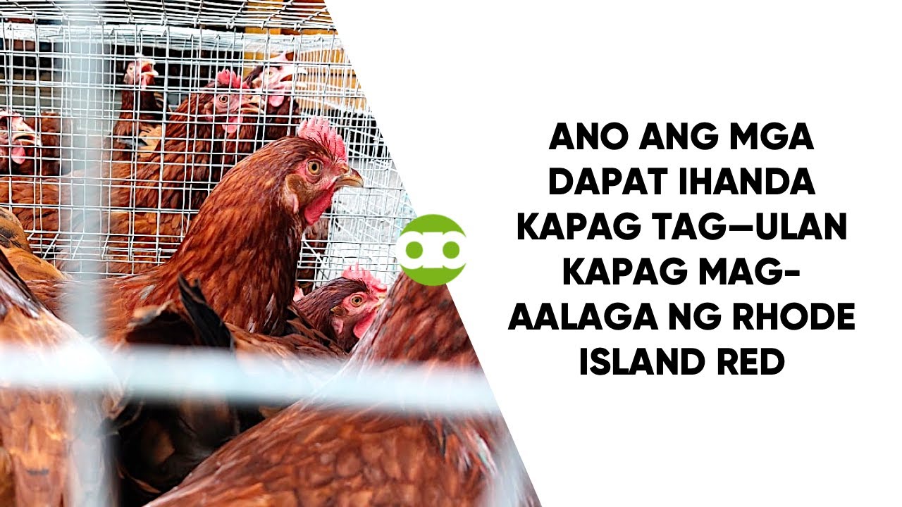 Ano Ang Mga Dapat Ihanda Kapag Tag-ulan Kapag Mag-aalaga Ng Rhode Island Red